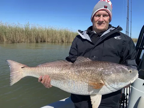 Angler in a knit cap holding a bull redfish in front of marsh cane near Venice, Louisiana