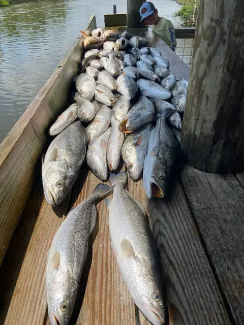 A long row of fish laid out on the cleaning dock in Venice, Louisiana