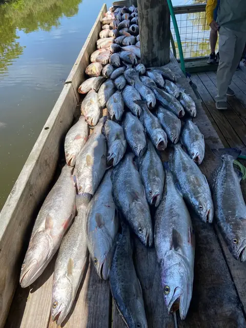 A long row of speckled trout and redfish on the cleaning dock in Venice, Louisiana