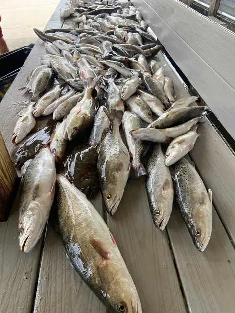 A pile of speckled trout on the cleaning dock in Venice, Louisiana