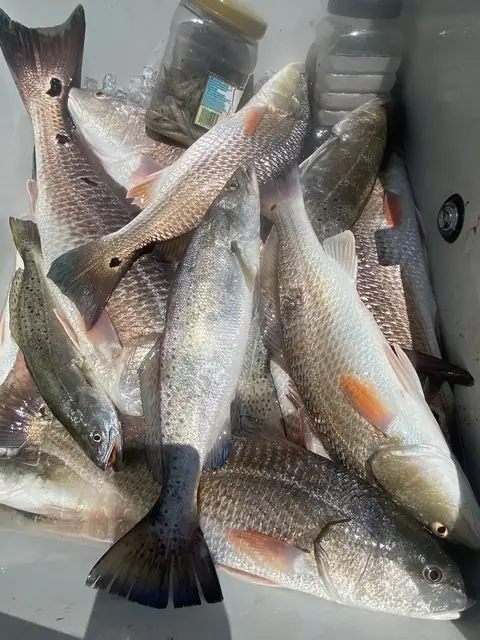 Redfish and speckled trout in the fish box