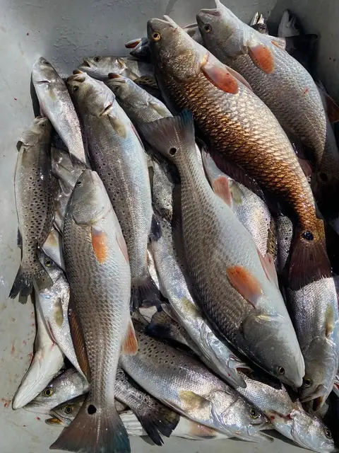 A full fish box of redfish and speckled trout