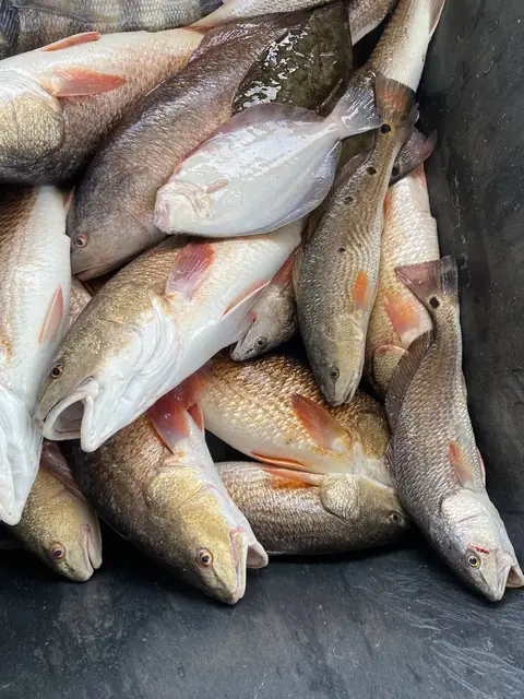 Redfish in the fish box, close up
