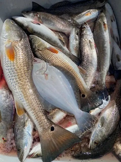 A mixed catch of redfish and speckled trout in the fish box