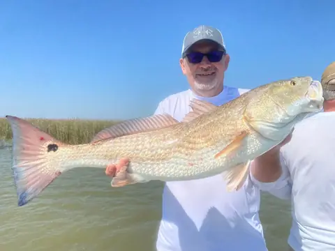 Angler in a white shirt holding a redfish near the marsh near Venice, Louisiana