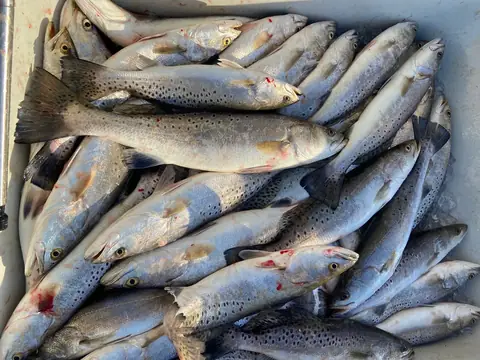 A fish box filled with speckled trout