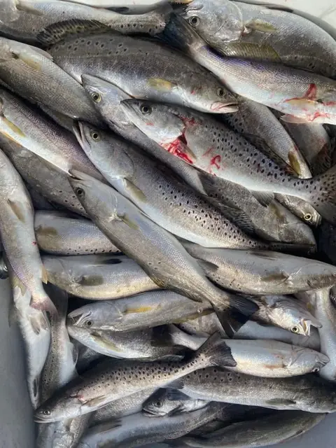 Speckled trout in the fish box, close up