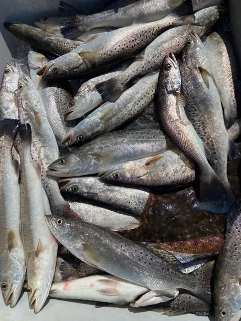 A fish box full of speckled trout