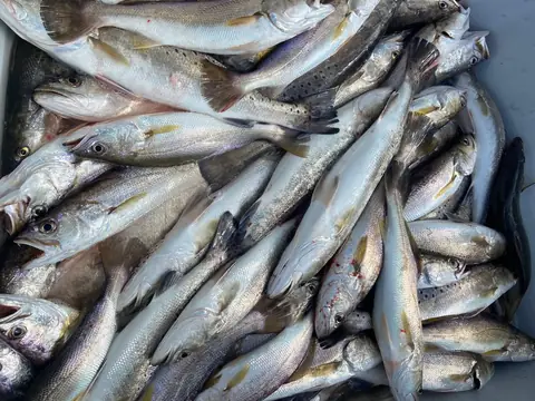 Speckled trout heaped in the fish box
