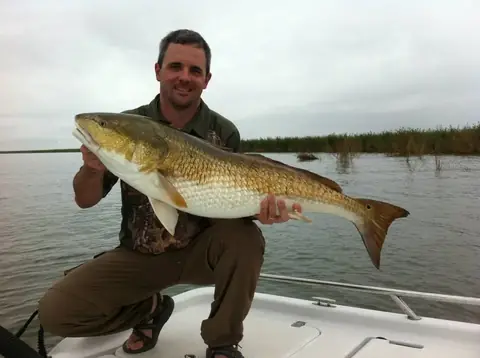 Angler kneeling on the bow holding a large redfish with marsh grass behind, Venice, Louisiana